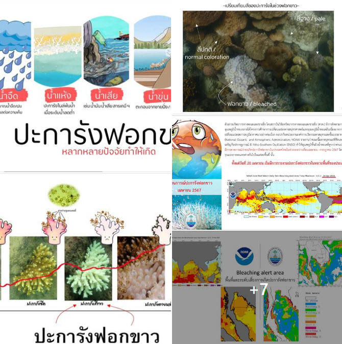 กรมทรัพยากรทางทะเลและชายฝั่ง โดยสถาบันวิจัยทรัพยากรทางทะเลและชายฝั่ง รายงานสถานการณ์ปะการังฟอกขาว ว่าขณะนี้มหาสมุทรแปซิฟิกเขตร้อนกำลังเผชิญกับปรากฏการณ์ El Niño-Southern Oscillation (ENSO)