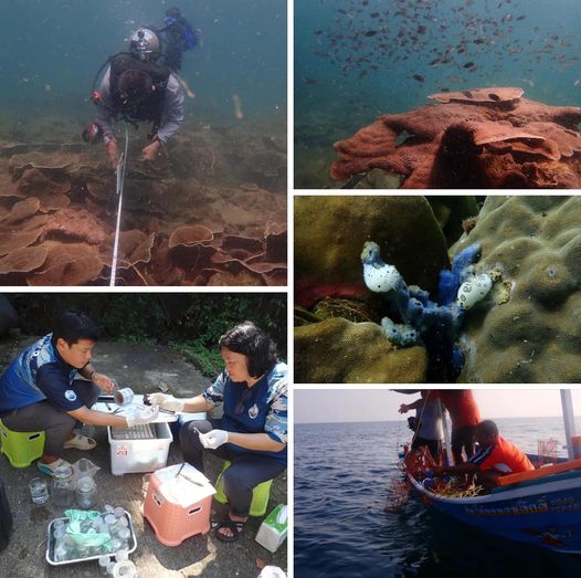 กรมทะเล สำรวจสถานภาพทรัพยากรปะการัง จ.ชุมพร