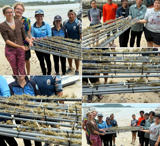 ร่องรอยการกินของพะยูนในแปลงเสริมอาหารที่ติดตั้งบริเวณอ่าวตังเข็น จ.ภูเก็ต