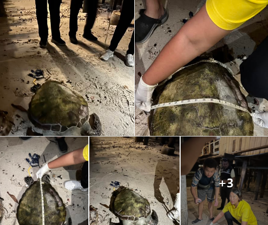 กรมทะเล ลงพื้นที่ตรวจสอบซากเต่าเกยตื้น บริเวณ ชายหาดหัวหิน อำเภอหัวหิน จังหวัดประจวบคีรีขันธ์