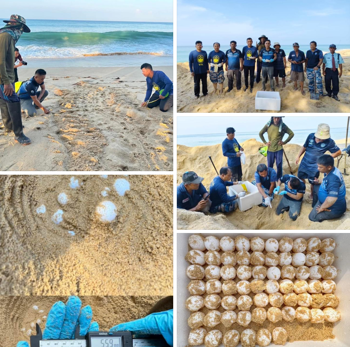 กรมทะเลเฮ!! …รับแจ้งพบร่องรอยการขึ้นวางไข่ของเต่าทะเลหาดท้ายเหมือง จ.พังงา