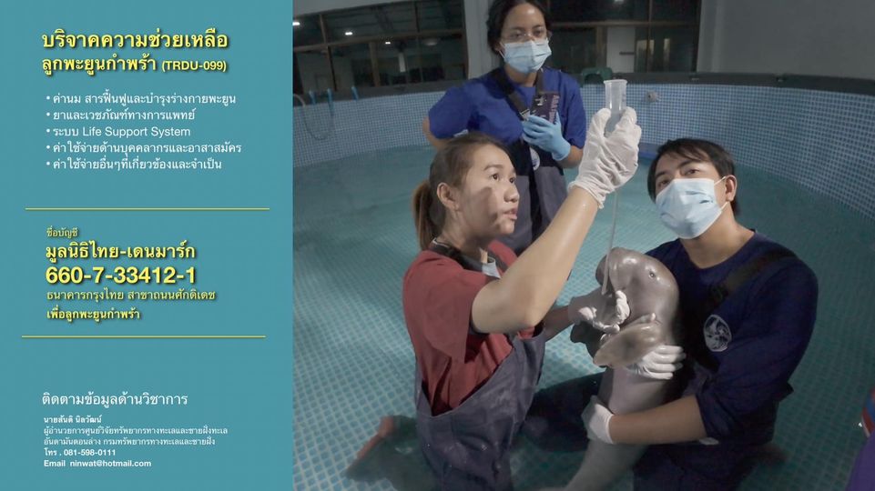 กรมทะเล ขอเชิญชวนมาร่วมเป็นส่วนหนึ่ง ในการช่วยเหลือ ดูแลอนุบาลให้พะยูนน้อยปลอดภัย และกลับคืนสู่ธรรมชาติต่อไป โดยการร่วมบริจาคเงินทุนที่
