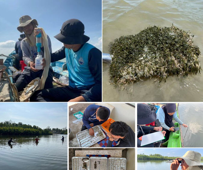กรมทะเล สำรวจประเมินสถานภาพแหล่งหญ้าทะเลบริเวณคลองไม้แก่น และอ่าวปัตตานี จังหวัดปัตตานี