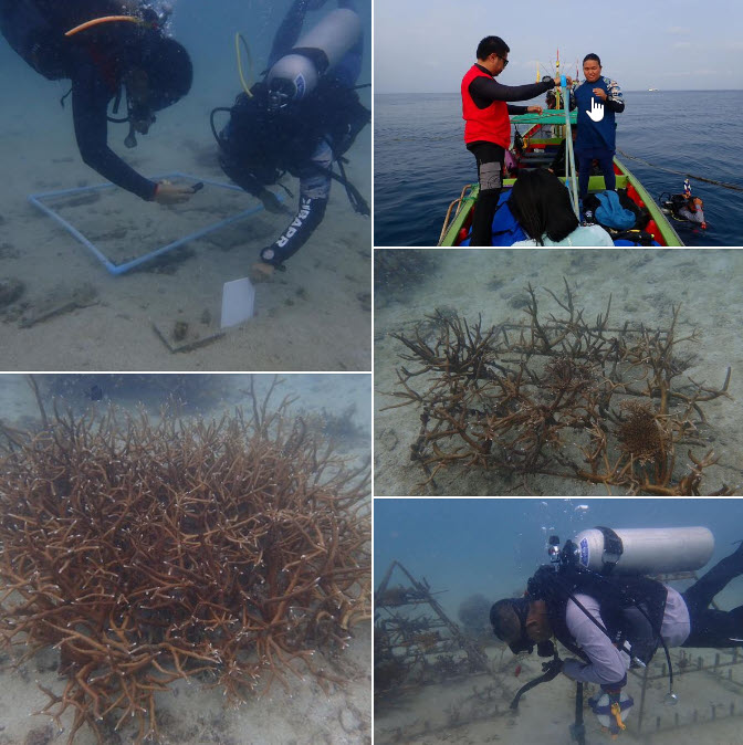 กรมทะเล ติดตามผลการฟื้นฟูปะการัง ที่ปลูกในปี 2560-2564 บริเวณหาดทรายรี หาดทรายนวล อ่าวลึก และอ่าวโฉลกบ้านเก่า พื้นที่เกาะเต่า จังหวัดสุราษฎร์ธานี