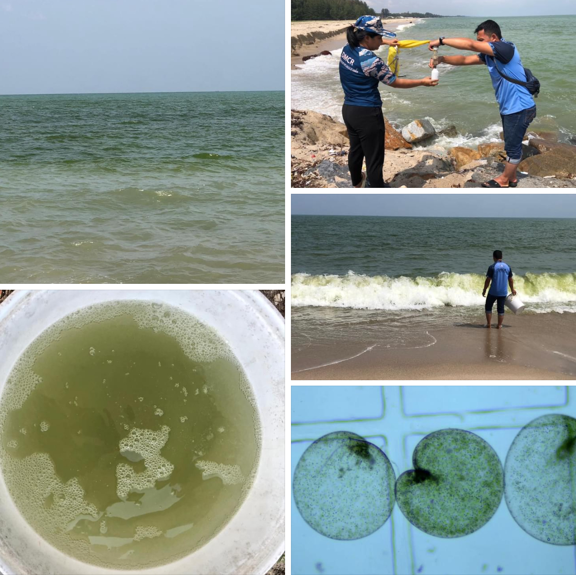 กรมทะเลชายฝั่ง ติดตามปรากฏการณ์น้ำทะเลเปลี่ยนสีพื้นที่หาดท่าสูงบน จ.นครศรีธรรมราช