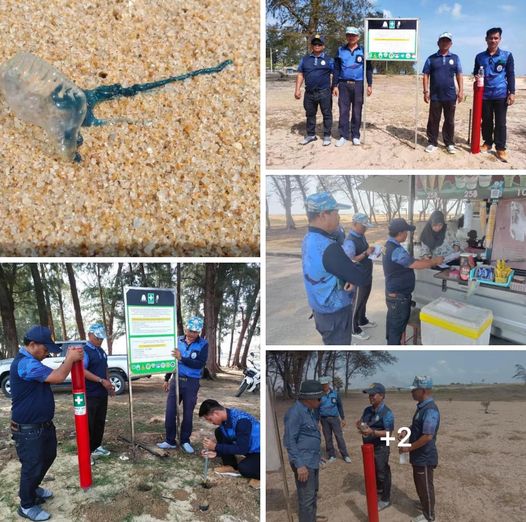กรม ทช. สำรวจการแพร่กระจายของแมงกะพรุนหัวขวด ชายหาดวาสุกรี จ.ปัตตานี