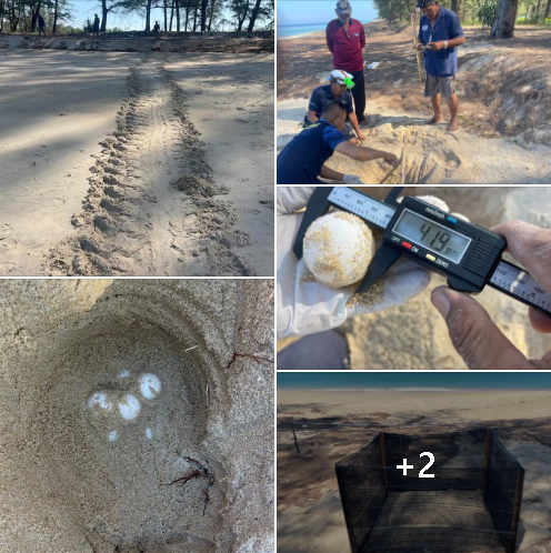 กรมทะเล ได้รับแจ้งพบร่องรอยเต่าทะเลขึ้นวางไข่ บริเวณหาดท้ายเหมือง หมู่ที่ 3 ต.ท้ายเหมือง อ.ท้ายเหมือง จ.พังงา