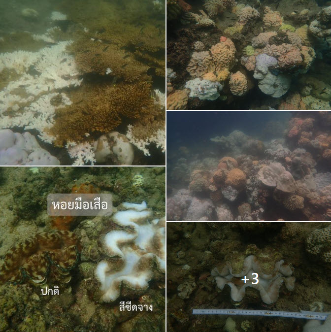 กรมทะเล สำรวจและติดตามสถานการณ์ปะการังฟอกขาว บริเวณเกาะมันใน (อ่าวต้นเลียบ,หาดหน้าบ้าน) และหินต่อยหอย