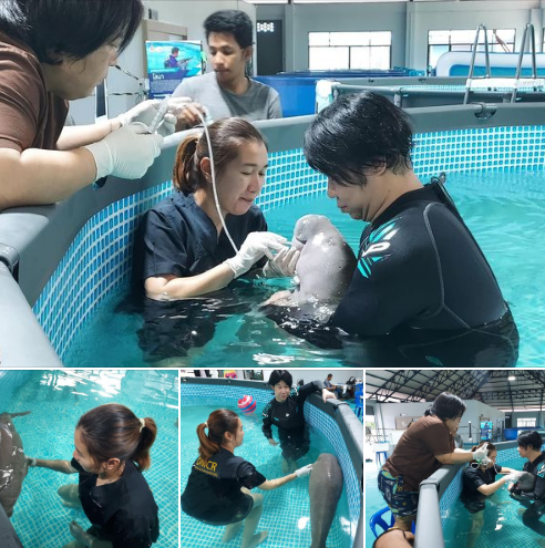กรมทะเล ติดตามอาการลูกพะยูน เน้นให้อาหารเหมาะสมต่อภาวะโภชนาการ