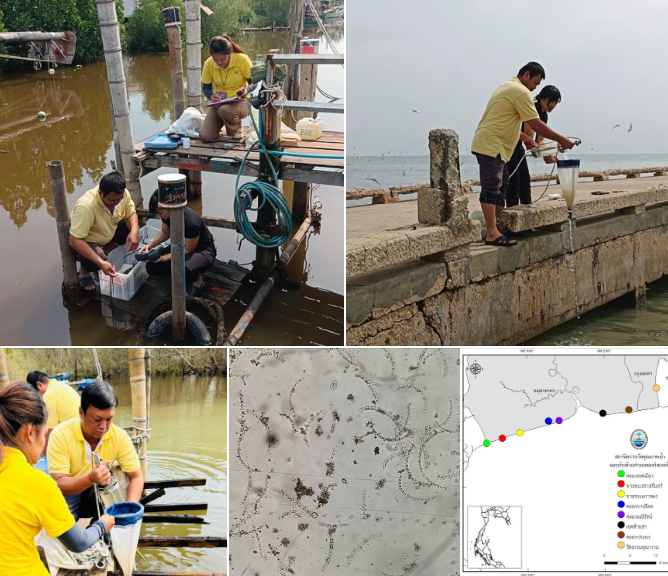 กรมทะเล ลงพื้นที่ตรวจสอบ หลังได้รับแจ้งพบน้ำทะเลเปลี่ยนสี และปลาลอยหัวบริเวณคลองมณีรัตน์ จังหวัดสมุทรสาคร