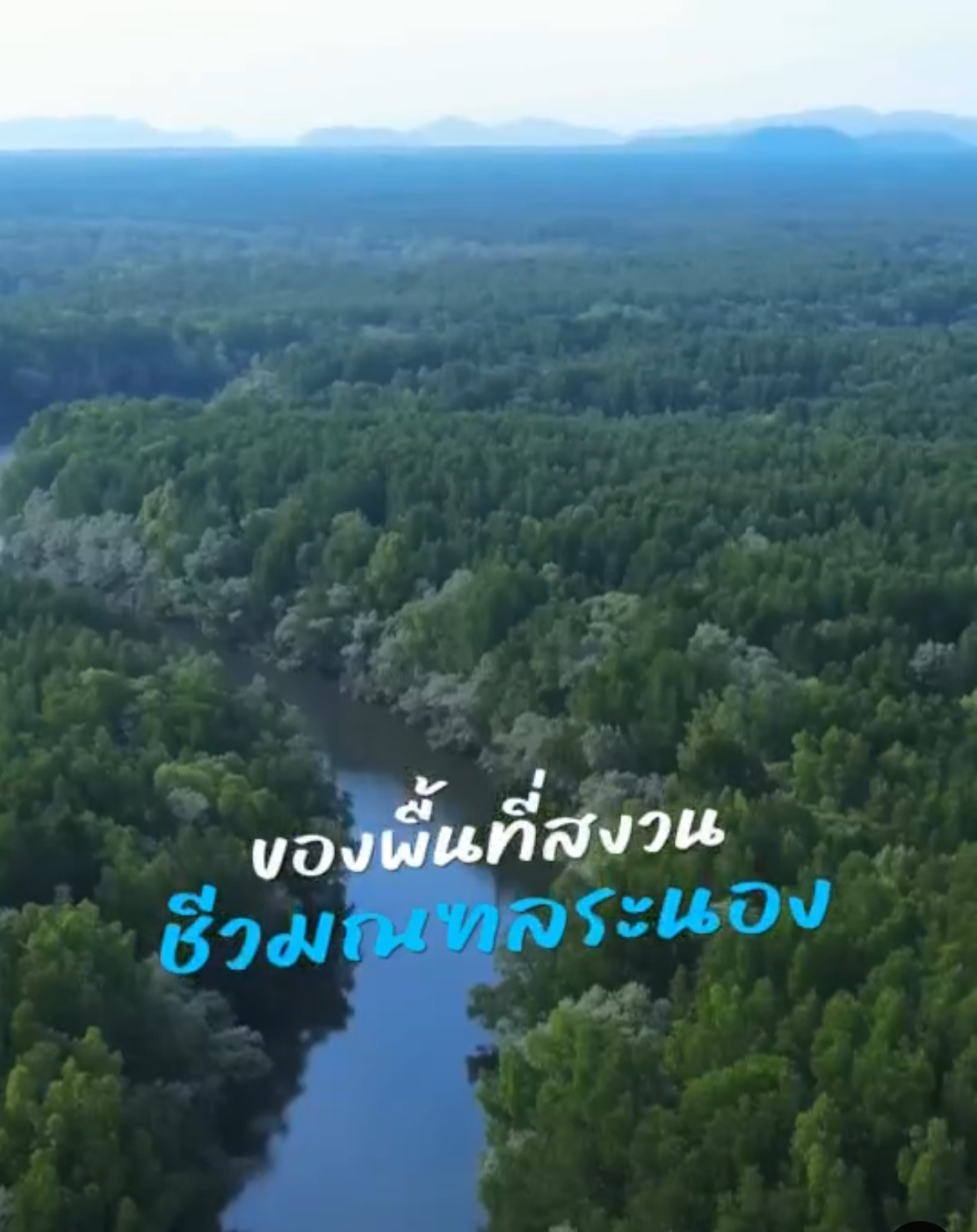 กรมทะเลและชายฝั่ง พาไปพบกับความสวยงามของพื้นที่ป่าชายเลน จ.ระนอง