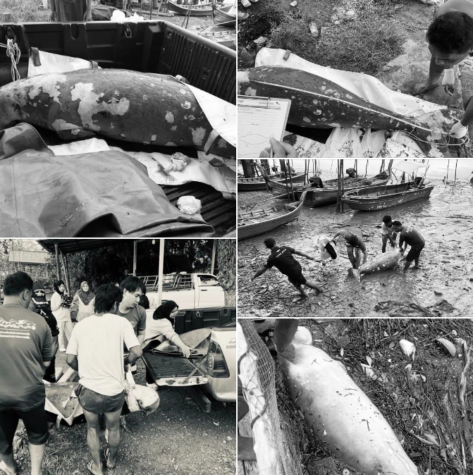 กรมทะเล ได้รับแจ้งพบซากพะยูนเกยตื้นบริเวณสะพานท่าเทียบเรือ ม.3 บ้านตันหยงกลิง ต.เกาะสาหร่าย อ.เมือง จ.สตูล