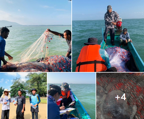กรมทะเล สำรวจประเมินสถานภาพแมงกะพรุนและแมงกะพรุนพิษ ด้วยวิธีการวางเครื่องมืออวนลอยกุ้ง 3 ชั้น บริเวณพื้นที่หาดสมิหลา