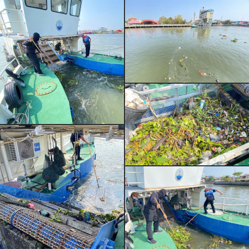 กรมทะเล เก็บขยะที่ตกค้างในระบบนิเวศ ณ บริเวณแม่น้ำท่าจีน อ.เมืองสมุทรสาคร จ.สมุทรสาคร