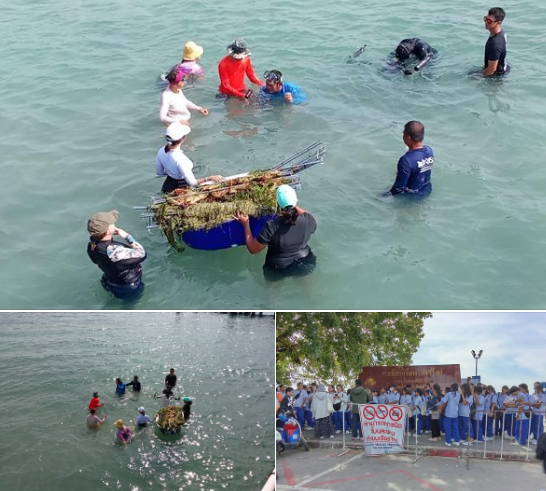 กรมทะเล เฝ้าระวัง คุ้มครอง ดูแลพะยูน ในพื้นที่หาดราไวย์ จังหวัดภูเก็ต