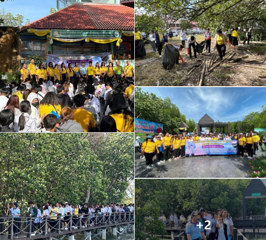 กรมทะเล นำคณะนักศึกษาและคณาจารย์ศึกษาดูงาน และทำกิจกรรมเก็บขยะตกค้างในป่าชายเลน ณ ศูนย์ศึกษาธรรมชาติและอนุรักษ์ป่าชายเลนเพื่อการท่องเที่ยวเชิงนิเวศ ตำบล เสม็ด อำเภอเมืองชลบุรี จังหวัดชลบุรี