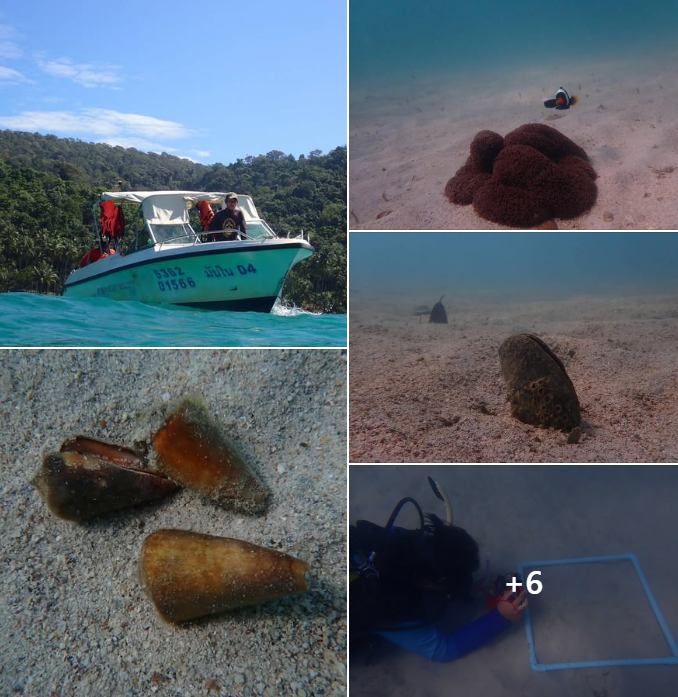 กรมทะเล สำรวจประเมินสถานภาพแหล่งหญ้าทะเล บริเวณเกาะกูด