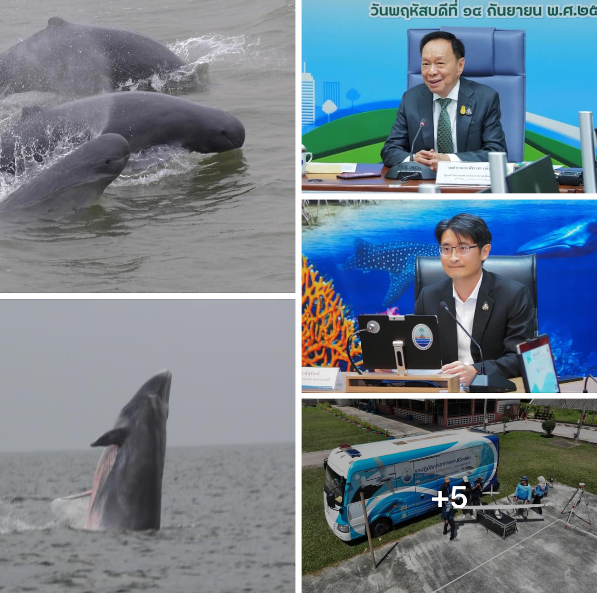 กรมทะเลชายฝั่ง สำรวจประชากรสัตว์ทะเลหายาก พบโลมา วาฬบรูด้า ชุกชมสุขภาพดี