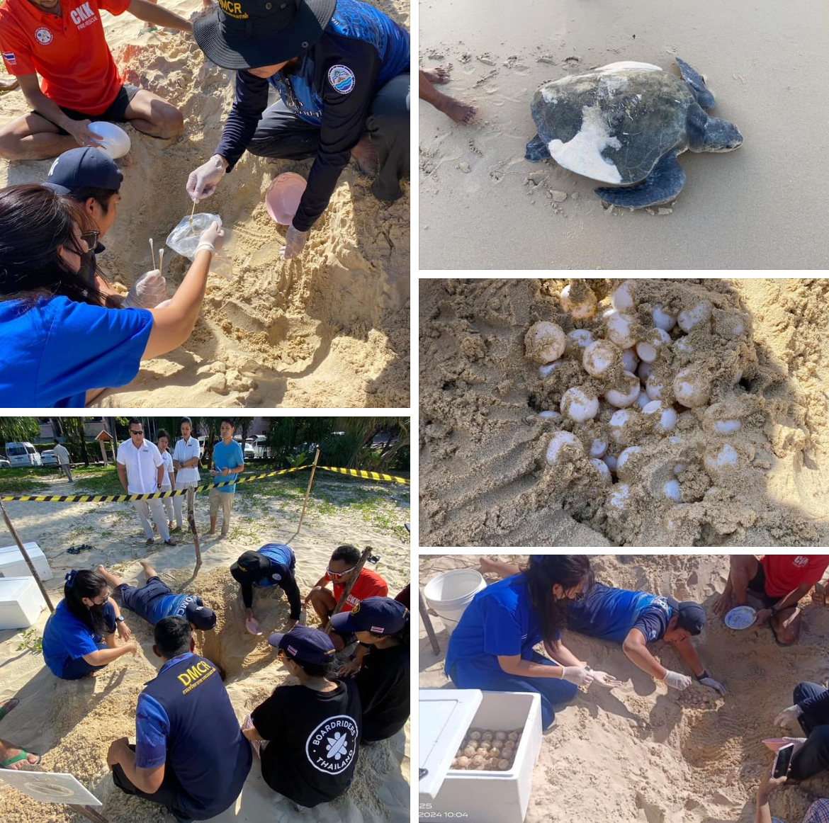 กรมทะเลชายฝั่ง รับแจ้งพบร่องรอยการขึ้นวางไข่ของเต่าทะเล บริเวณหาดหน้าโรงแรมเซ็นทาราแกรนด์ บีช รีสอร์ท ภูเก็ต
