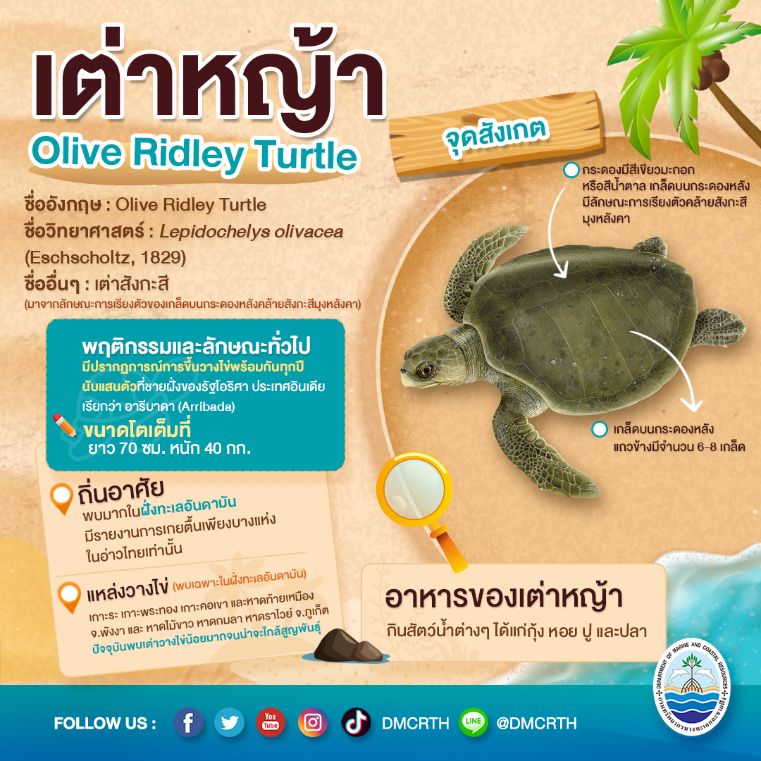 เต่าหญ้า
