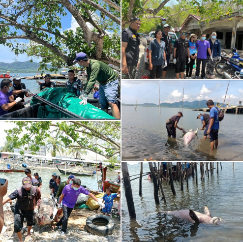 กรมทะเล ได้รับแจ้งพบซากพะยูนเกยตื้นบริเวณท่าเรือบ้านหัวหิน ม.8 ต.เกาะกลาง อ.เกาะลันตา จ.กระบี่