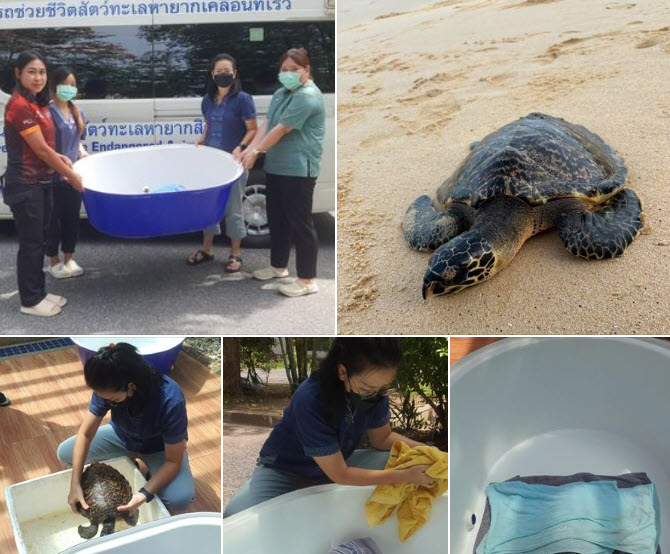 กรมทะเลชายฝั่ง ลงพื้นที่ช่วเหลือเต่าทะเลเกยตื้น บริเวณหาดในทอน