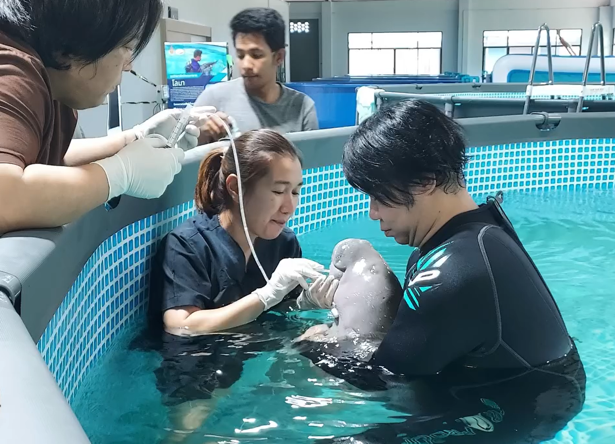 ทีมเจ้าหน้าที่ได้ทำการติดตามอาการของลูกพะยูนโดยการถ่ายภาพรังสีวินิจฉัย พบว่ามีแก๊สสะสมภายในทางเดินอาหารเพิ่มขึ้นจากปกติ