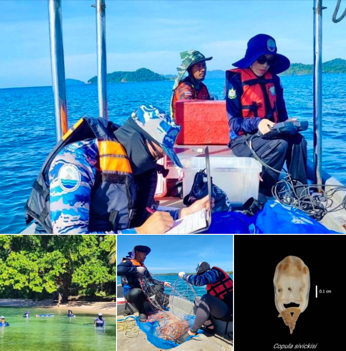 กรม ทช. สำรวจแมงกะพรุนพิษบริเวณอ่าวขาว เกาะหมาก จังหวัดตราด