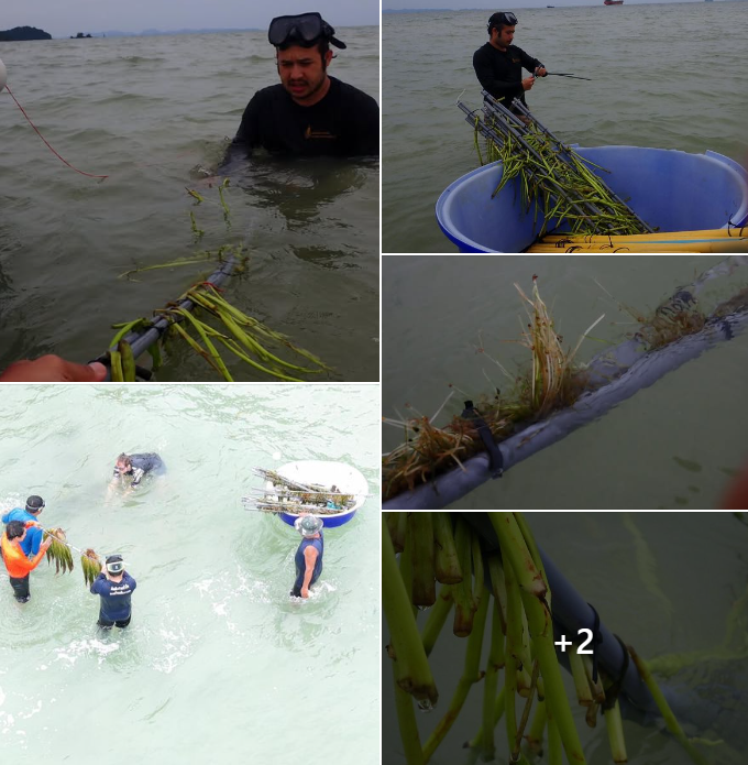 กรม ทช. ร่วมกับอาสาสมัครเครือข่ายจากต่างประเทศ ทำการวางแปลงเสริมอาหารให้กับพะยูนในสถานการณ์หญ้าทะเลเสื่อมโทรมพื้นที่ราไวย์