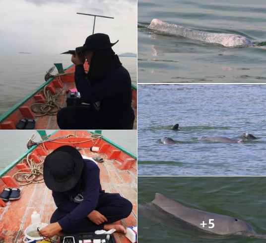 กรมทะเล สำรวจประชากรและตรวจสุขภาพสัตว์ทะเลหายากในพื้นที่ชายฝั่งอ่าวขนอม