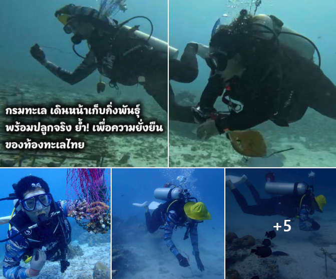 กรมทะเล เดินหน้าเก็บกิ่งพันธุ์พร้อมปลูกจริง ย้ำ! เพื่อความยั่งยืนของท้องทะเลไทย