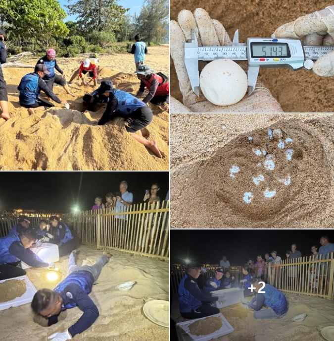 กรมทะเล ได้รับแจ้งพบร่องรอยการขึ้นวางไข่ของเต่าทะเล บริเวณชายหาดเกาะระ หมู่ที่ 3 ต.เกาะพระทอง อ.คุระบุรี จ.พังงา