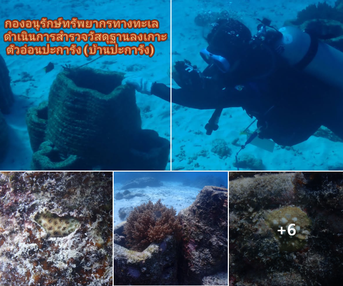 กรม ทช. ดำเนินการสำรวจวัสดุฐานลงเกาะตัวอ่อนปะการัง (บ้านปะการัง) หลังการจัดวางเมื่อปี 2566 ในพื้นที่เกาะราชาใหญ่ จังหวัดภูเก็ต