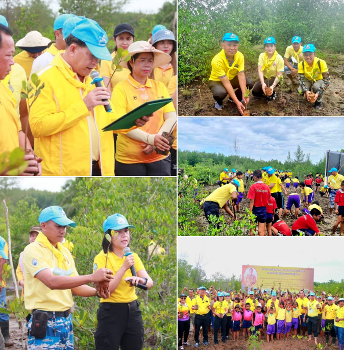 สทช.10 รวมพลังปลูกป่าชายเลน 1,000 ต้น เฉลิมพระเกียรติฯ สืบสานพระราชปณิธานรักษ์สิ่งแวดล้อม