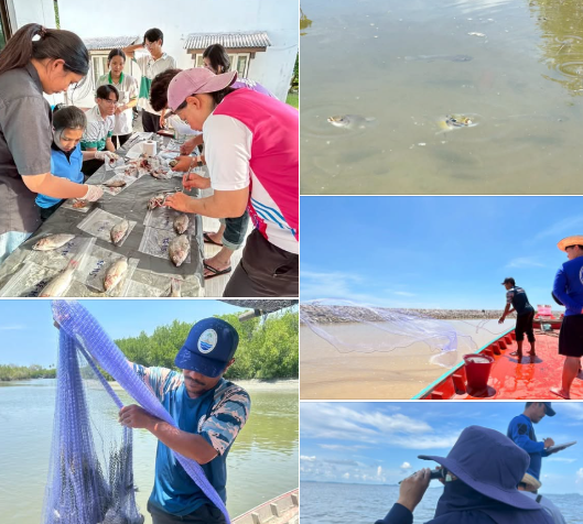 กรมทะเล สำรวจและติดตามการแพร่กระจายของปลาหมอคางดำ ในระบบนิเวศทางทะเลที่สำคัญ