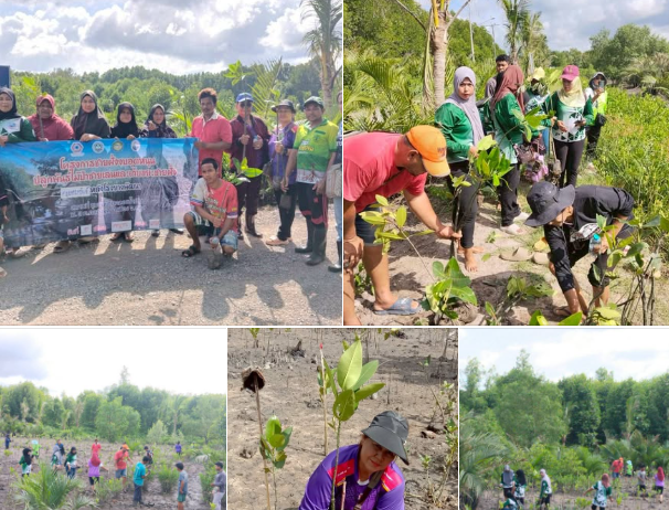 กรมทะเล รวมพลัง ชาวสตูลร่วมใจปลูกป่าชายเลน-เก็บขยะชายฝั่ง ฟื้นฟูธรรมชาติให้ยั่งยืน