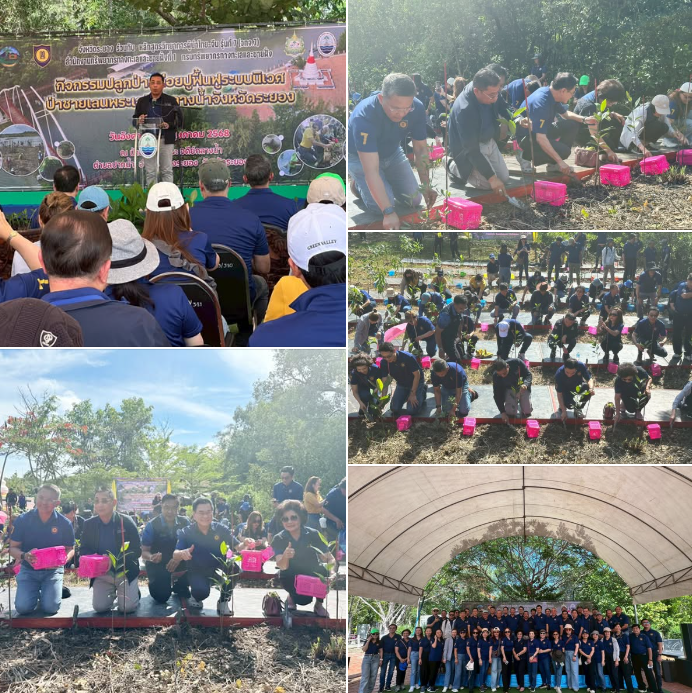 กรมทะเล นำคณะผู้ศึกษาหลักสูตรวิทยาการผู้นำไทย-จีน รุ่นที่ 7 ร่วม "ปลูกป่าปล่อยปู ฟื้นฟูระบบนิเวศ ป่าชายเลนพระเจดีย์กลางน้ำจังหวัดระยอง"