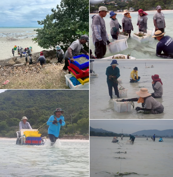กรมทะเล ฟื้นฟูหญ้าทะเลบางมะขาม เกาะสมุย สร้างสมดุลระบบนิเวศทางทะเลอย่างยั่งยืน