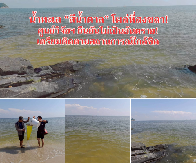 น้ำทะเล “สีน้ำตาล” โผล่ที่สงขลา! ศูนย์วิจัยฯ ยืนยันไม่เป็นอันตราย เตรียมติดตามสถานการณ์ใกล้ชิด