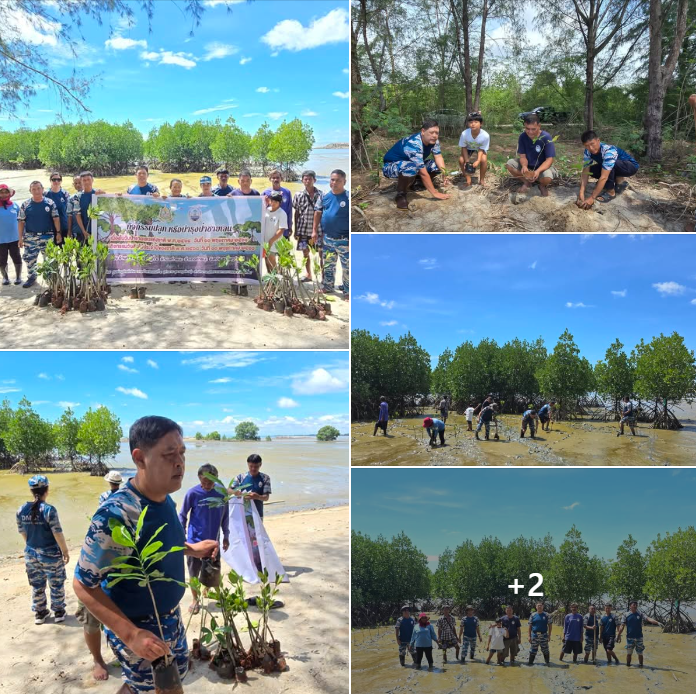 กรมทะเลชายฝั่ง ร่วมกับอาสาสมัครพิทักษ์ทะเลจังหวัดสุราษฎร์ธานี จัดกิจกรรมปลูกเสริมหรือบำรุงป่าชายเลน เนื่องในวันป่าชายเลนแห่งชาติ จังหวัดสุราษฎร์ธานี