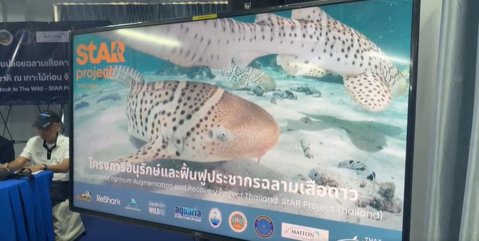 ไลฟ์สด ภาคีอนุรักษ์โครงการ StAR ประเทศไทยปล่อยฉลามเสือดาวที่ติดตั้งเครื่องส่งสัญญาณเสียงกลับคืนสู่ธรรมชาติ ณ เกาะไม้ทอน จังหวัดภูเก็ต