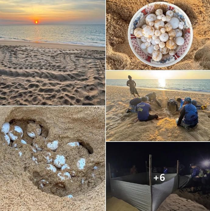 กรมทะเล ได้รับแจ้งพบเต่ามะเฟืองขึ้นวางไข่ บริเวณชายหาดทุ่งดาบ ต.เกาะพระทอง อ.คุระบุรี จ.พังงา