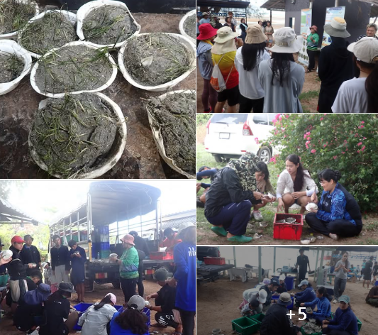 ศวทอ. ผนึกกำลังจิตอาสาและนิสิตบูรพา ย้ายปลูกหญ้าทะเลกว่า 3,000 กอ ฟื้นฟูระบบนิเวศชายฝั่งจันทบุรี