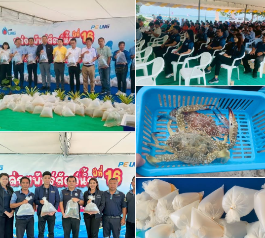 สทช.1 ร่วมกิจกรรม PTTLNG ปล่อยพันธุ์สัตว์น้ำ ปีที่ 16 เสริมความสมดุลทะเลไทย-รักษาอาชีพประมงพื้นบ้าน