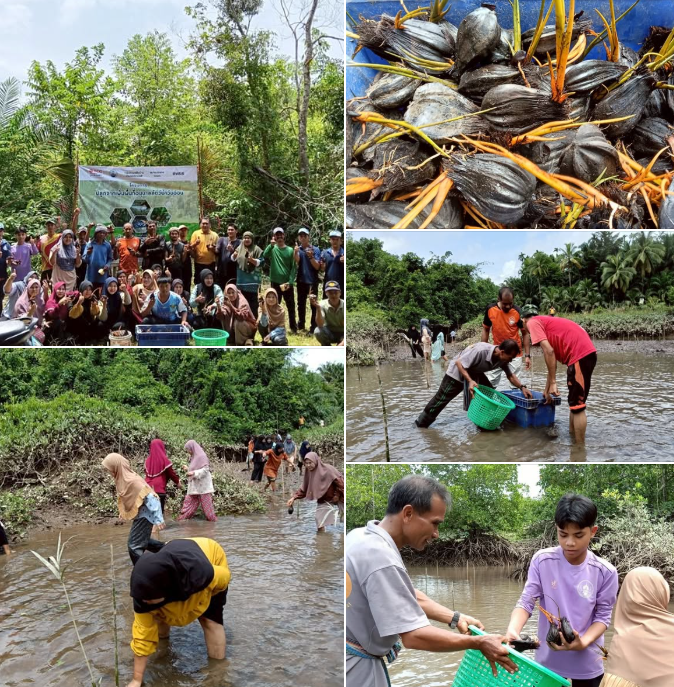 กรมทะเล ร่วมเครือข่ายฯ ปลูกจากเพิ่มพื้นที่อนุบาลสัตว์น้ำวัยอ่อน ท้องที่ ซอยไร่ใต้ หมู่ที่ 1 ต.นาคา อ.สุขสำราญ จ.ระนอง