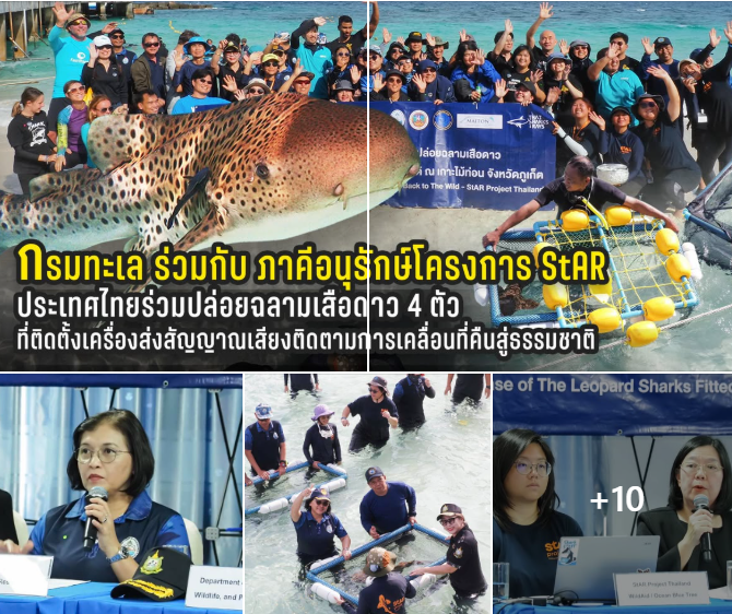 กรมทะเล ร่วมกับ ภาคีอนุรักษ์โครงการ StAR ประเทศไทยร่วมปล่อยฉลามเสือดาว 4 ตัวที่ติดตั้งเครื่องส่งสัญญาณเสียงติดตามการเคลื่อนที่คืนสู่ธรรมชาติ