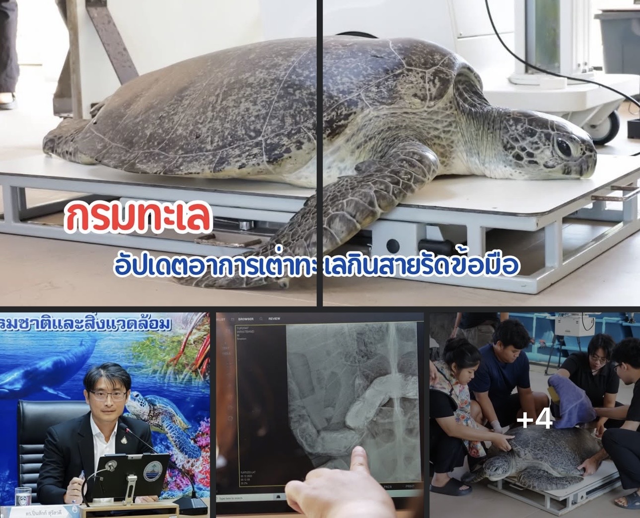 กรมทะเล อัปเดตอาการเต่าทะเลกินสายรัดข้อมือ คาดขับออกเองภายใน 30–40 วัน