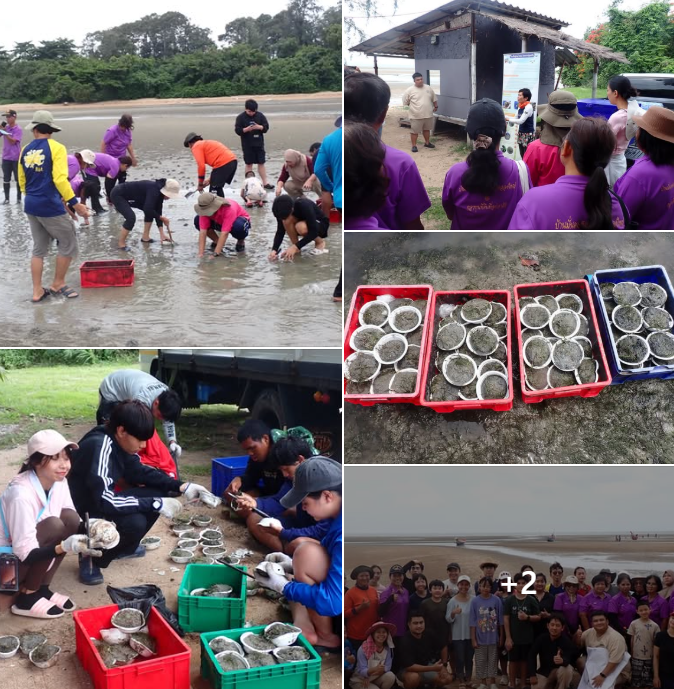 กรมทะเล ย้ายปลูกหญ้าทะเลบริเวณบ้านหาดหัวแหลม อำเภอท่าใหม่ จังหวัดจันทบุรี