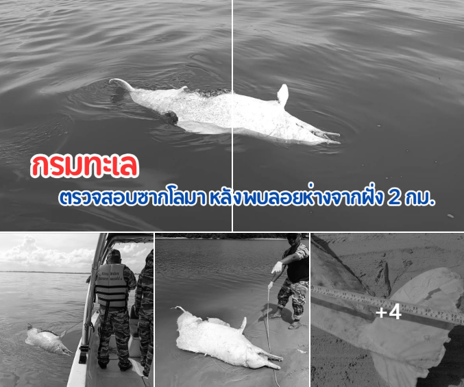กรมทะเล ตรวจสอบซากโลมา หลังพบลอยห่างฝั่งประมาณ 2 กม.