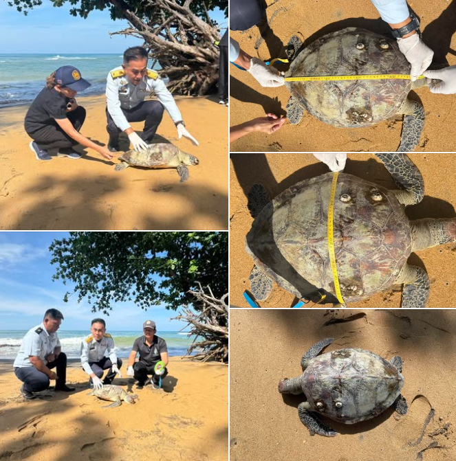 กรมทะเล เร่งลงพื้นที่ตรวจสอบเต่าตนุเกยเกยตื้นตาย บริเวณชายหาดนางทอง อำเภอตะกั่วป่า จังหวัดพังงา